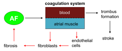 schema of coagultaion schema