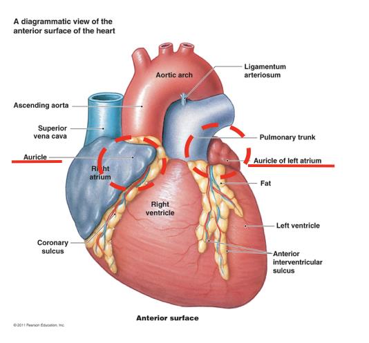 Human heart